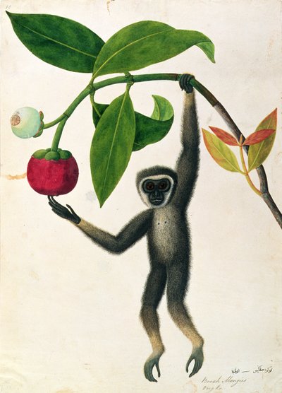 An Agile Gibbon or Black-Handed Gibbon, from Drawings of Animals, Insects and Reptiles from Malacca, c.1805-18 by Chinese School